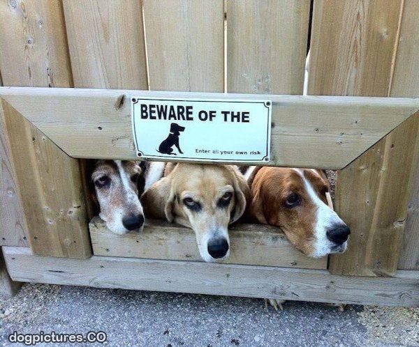 beware of these dogs