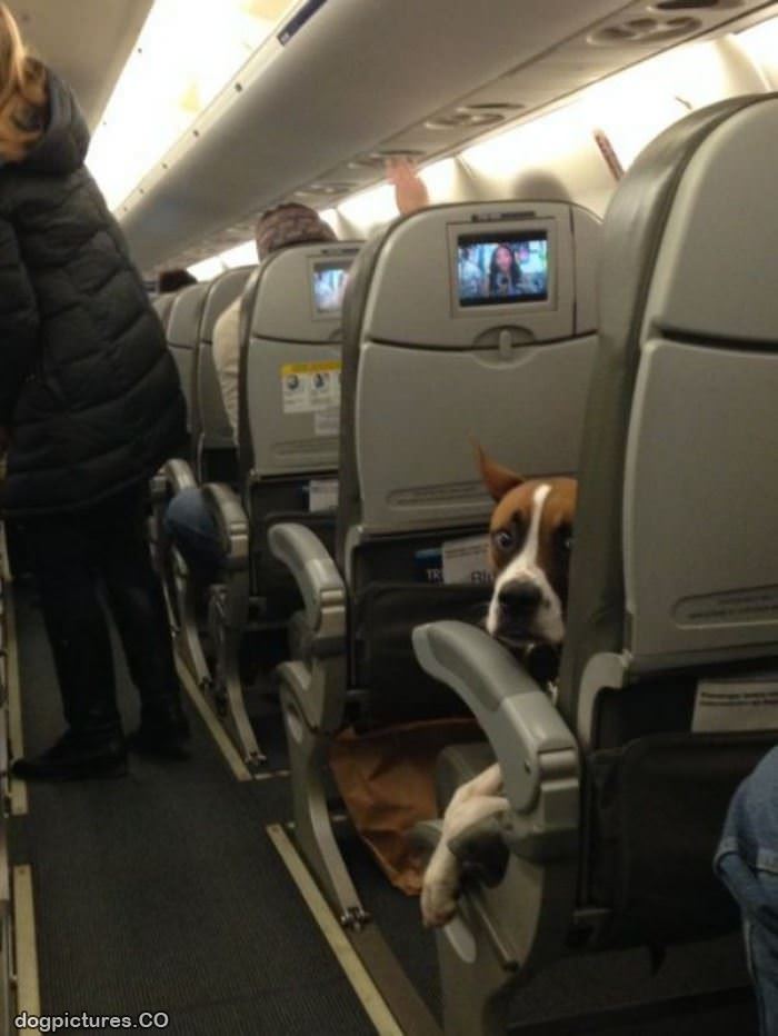 plane ride - Dog Pictures
