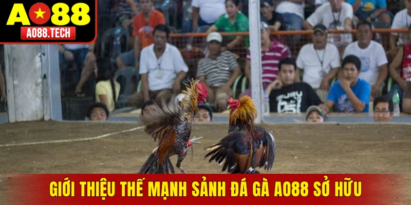 Giới thiệu thế mạnh sảnh đá gà AO88 sở hữu